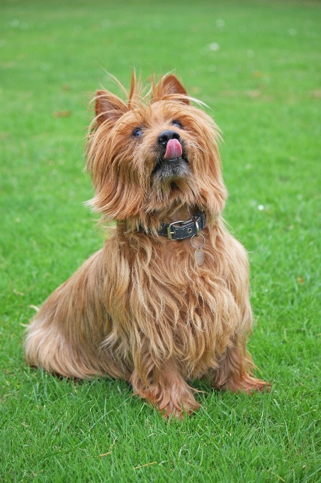 犬 動物 かわいい 犬歯
