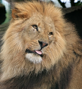 Foto Natura foto maschio animali selvatici