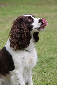 Foto Anjing satwa profil foto