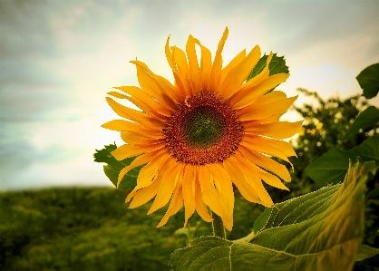 Nature plant sky sun Photo