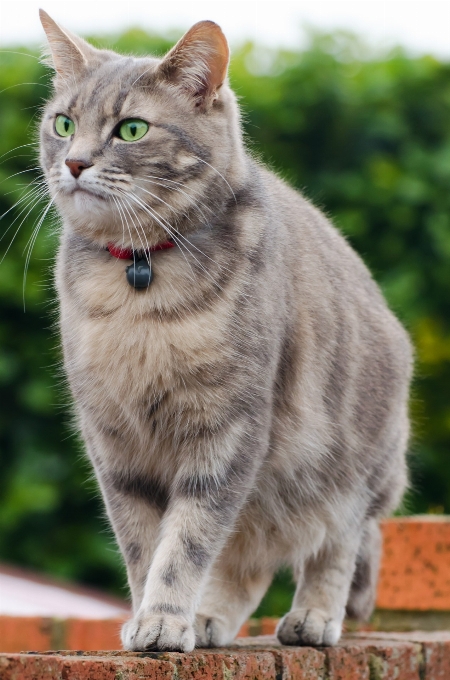 髪 動物 かわいい 孤立した