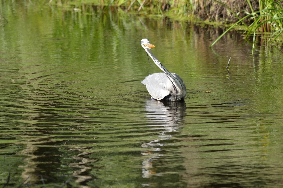 水 自然 鳥 動物