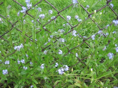 Landscape nature blossom fence Photo