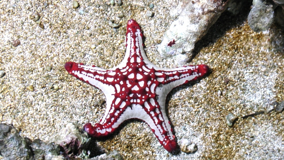 Mare oceano tropicale biologia