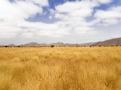 Landscape grass cloud sky Photo