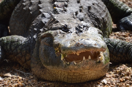 Foto Satwa margasatwa reptil fauna