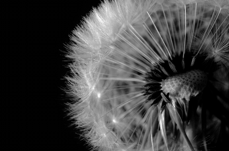 自然 黒と白
 成長 植物 写真