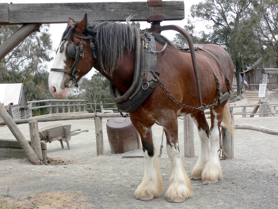 Tier pferd hengst mähne
