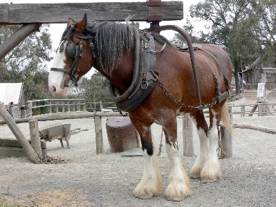 Foto Animal caballo semental melena
