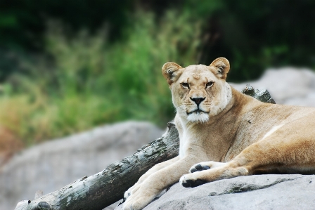 Foto Animais selvagens selvagem jardim zoológico pelagem