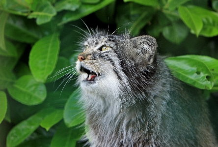 Foto Natureza bonitinho foto animais selvagens