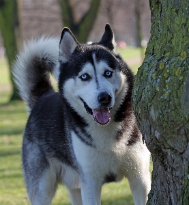 Foto Anjing satwa anjing
 foto