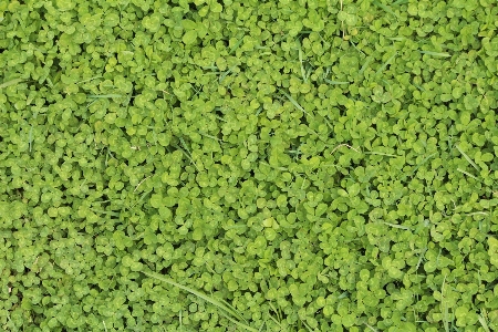 Nature grass plant lawn Photo