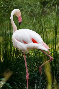 Nature grass outdoor bird Photo