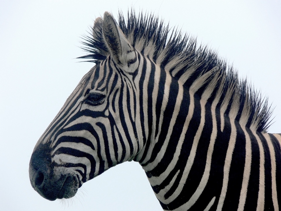 Bianco e nero
 isolato animali selvatici africa