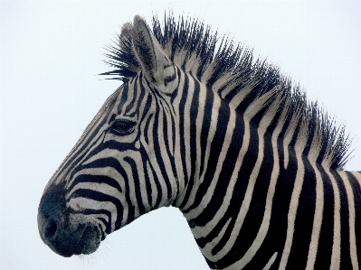 Foto Bianco e nero
 isolato animali selvatici africa