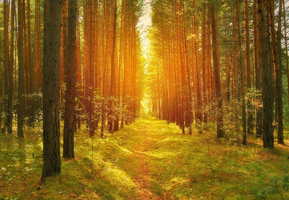 Baum wald weg gras