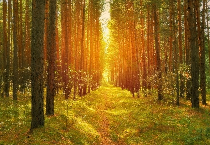 Tree forest path grass Photo