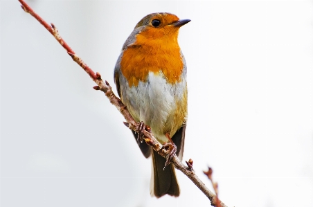 森 ブランチ 鳥 動物 写真