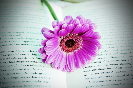 Nature book plant flower Photo