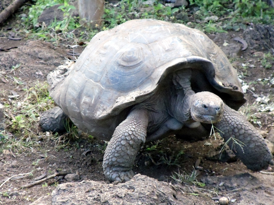 Margasatwa penyu reptil fauna