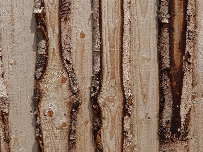 Tree branch plant wood Photo