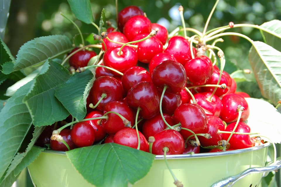 Plant fruit berry flower