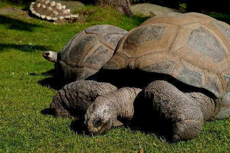 Grass wildlife zoo turtle Photo