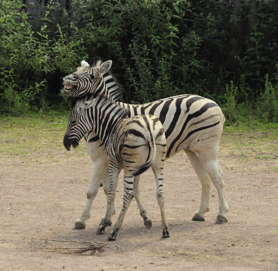 Fauna silvestre salvaje zoo África