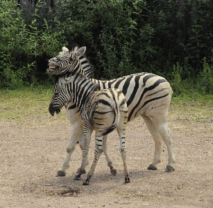 Foto Animali selvatici selvaggio zoo africa