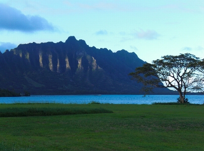 Landscape sea coast tree Photo