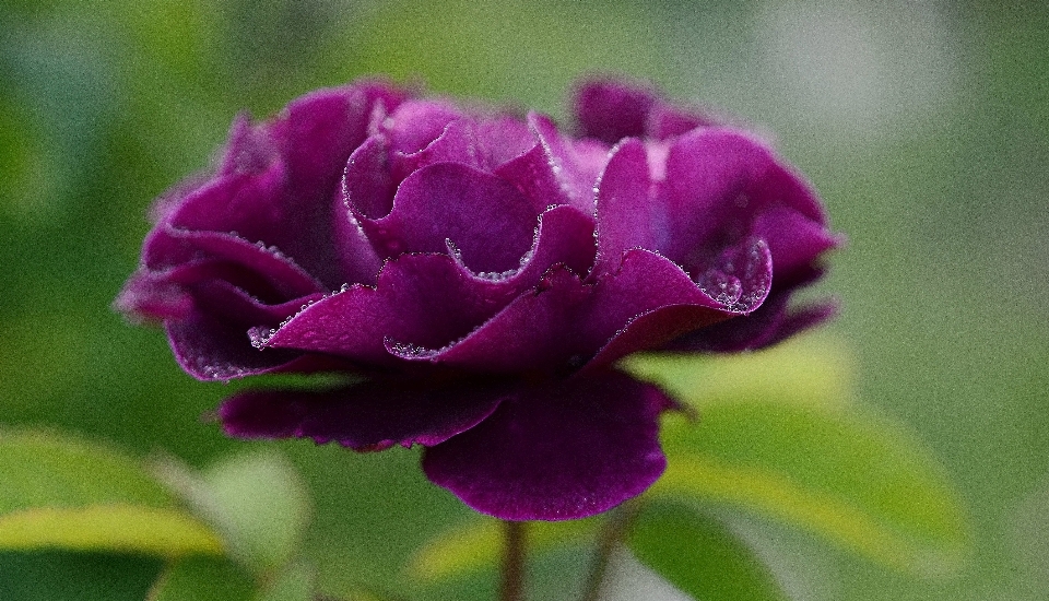 Natur blüte anlage blume