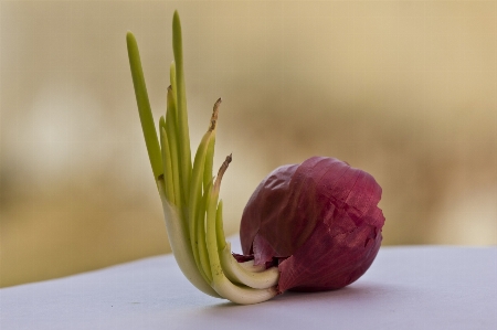 Hand blossom plant photography Photo