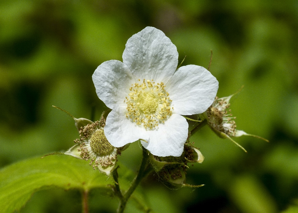 Nature forêt fleurir usine