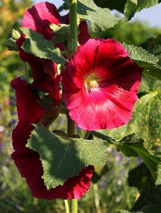 Nature blossom plant leaf Photo