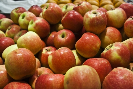 Apple plant fruit sweet Photo