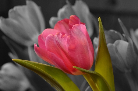 Blossom plant flower petal Photo