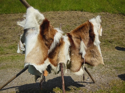 White summer goat fur Photo