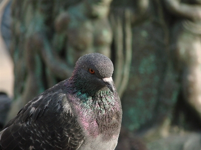 自然 鳥 羽 動物 写真