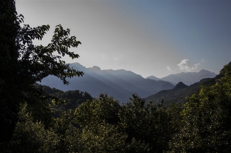 Landscape tree nature forest Photo