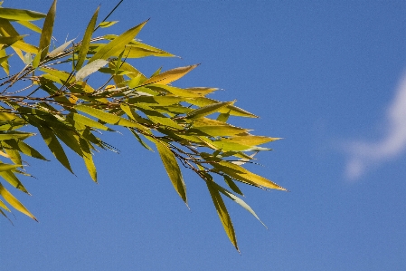 Tree nature grass branch Photo