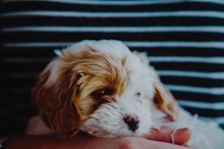 Foto Cucciolo cane canino
 mammifero