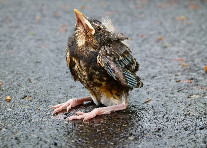 Foto Alam burung sayap satwa