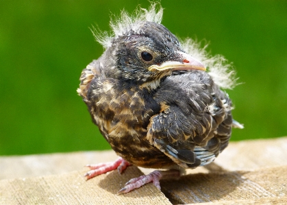 Foto Alam burung satwa margasatwa