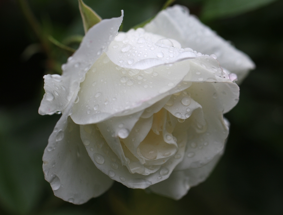 Water nature blossom plant