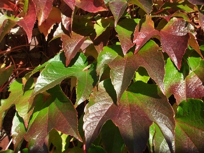 Foto Albero ramo pianta vino