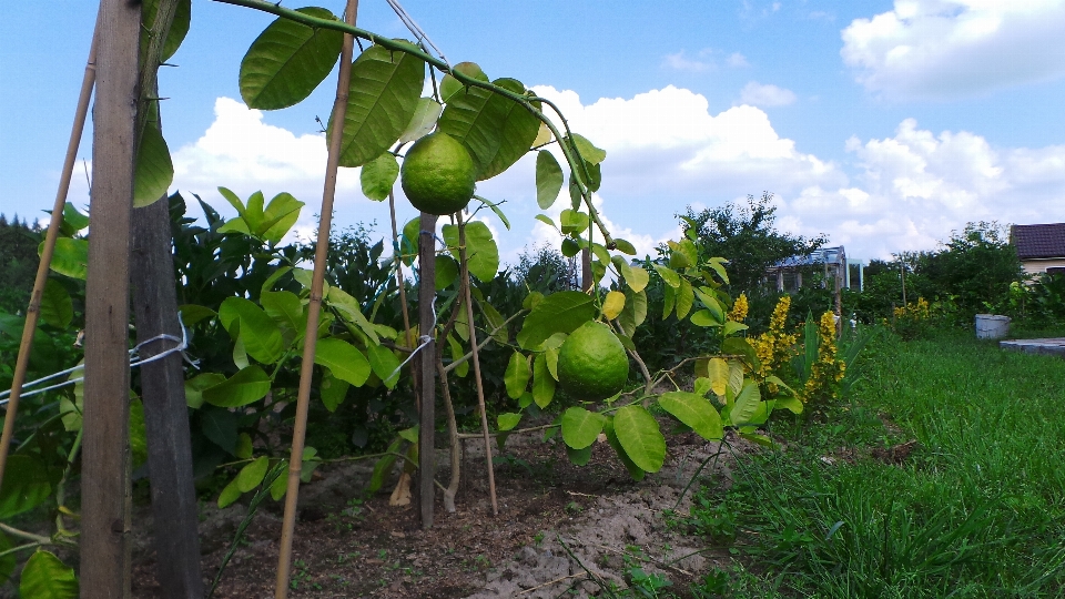 Alam rumput awan tanaman