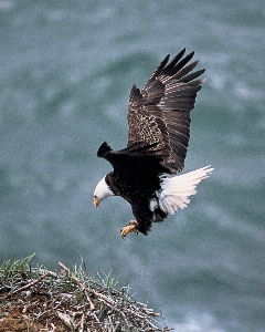 自然 鳥 羽 動物 写真