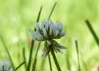 Nature grass blossom plant Photo