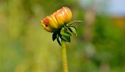 自然 植物 摄影 草地 照片